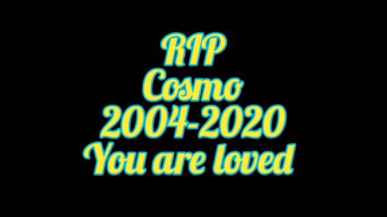 The Thoughtful Guy (RIP Cosmo)