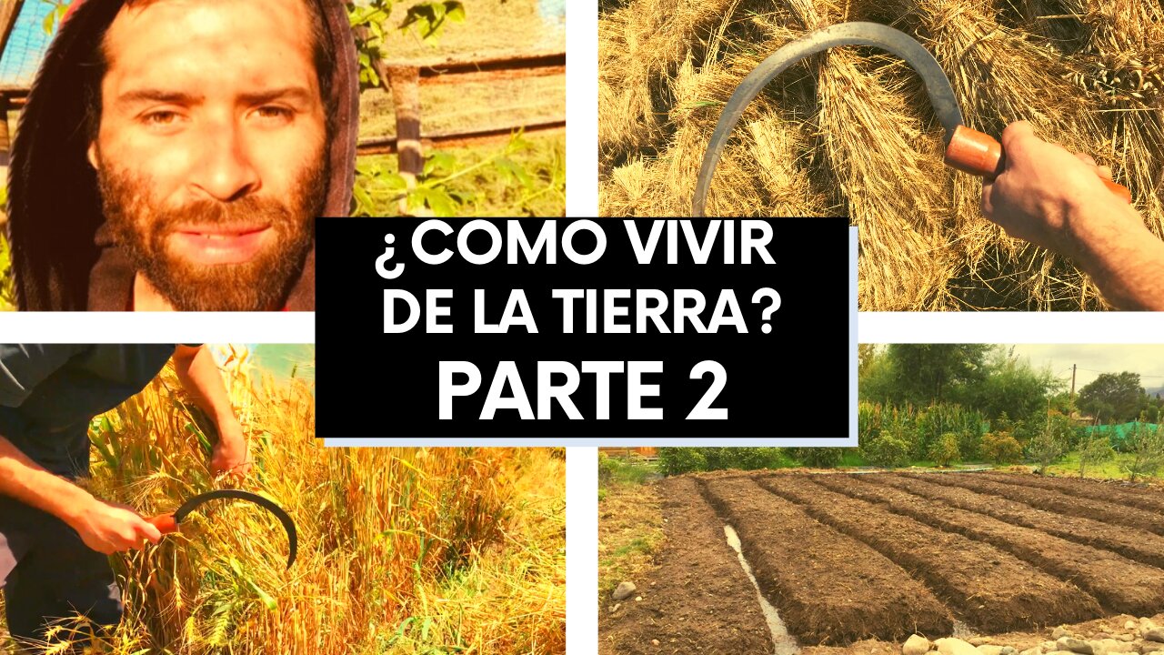 Vivir de la Tierra: Producir tu Propio Pan (El Trigo) | Permacultura