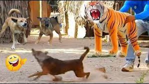 Funny & fake Lion and Fake Tiger Prank To dog ,Troll Prank Dog,Huge Box Prank to dog