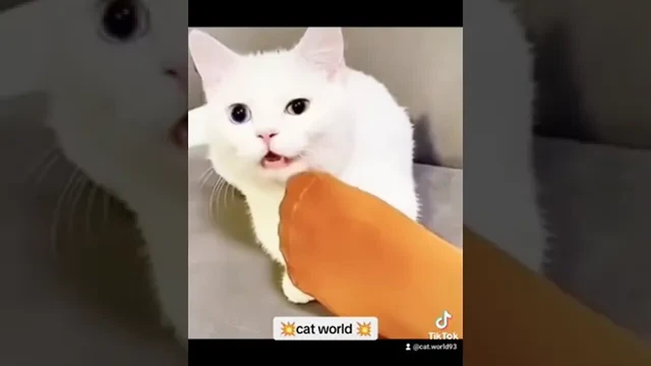 Funny Cat Videos CompilationCat World