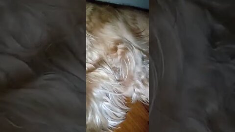 golden dog , shorts
