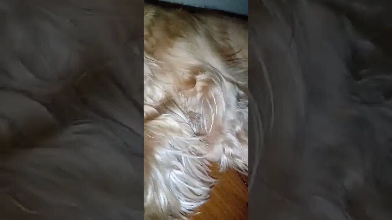 golden dog , shorts