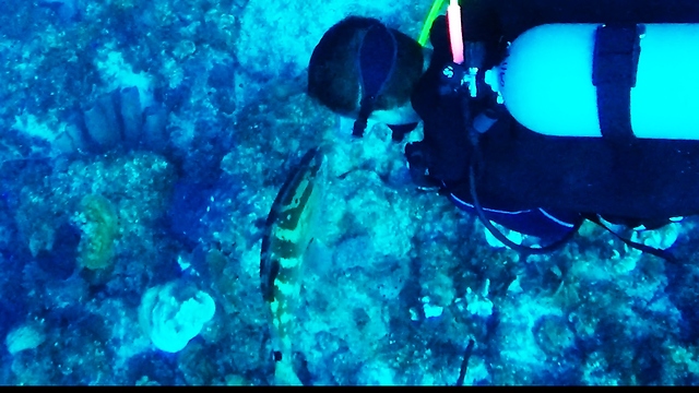 Grouper has touching reaction to seeing his divemaster friend