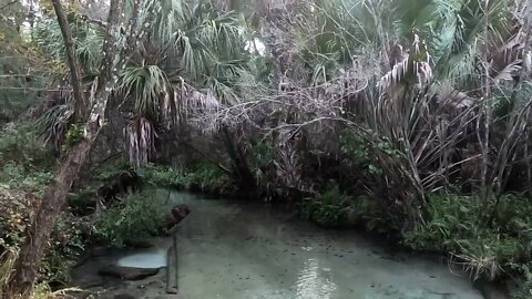 FL Springs trip Ep9: Salt, Juniper, & Alexander springs