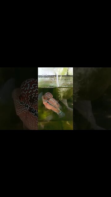 Colourful aquarium fish-awesome and beautiful #aquarium