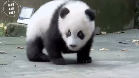 Funny baby pandas | Baby panda falling