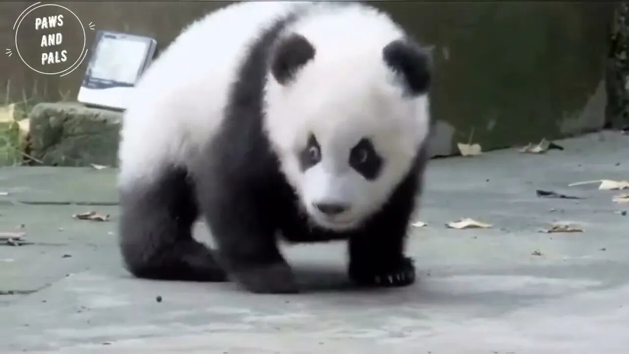 Funny baby pandas | Baby panda falling