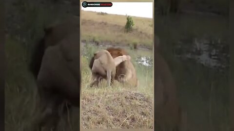 lion vs lion attack 😱 #shorts #trending