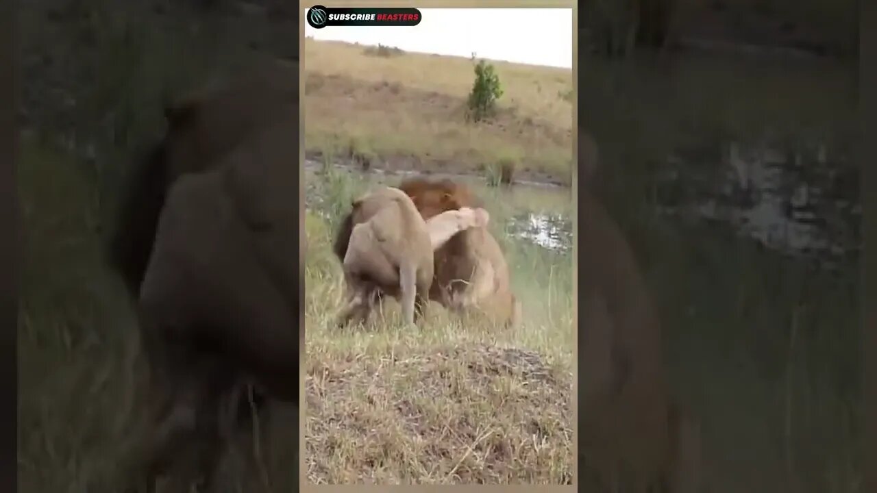 lion vs lion attack 😱 #shorts #trending