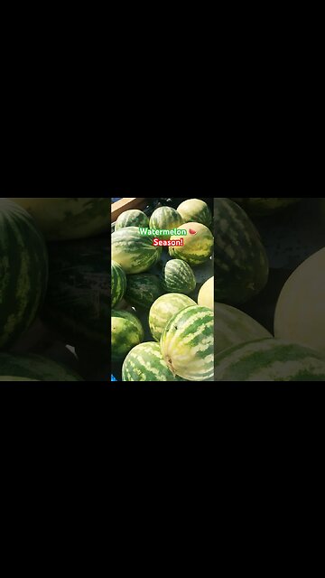 Watermelon Season ! #watermelon