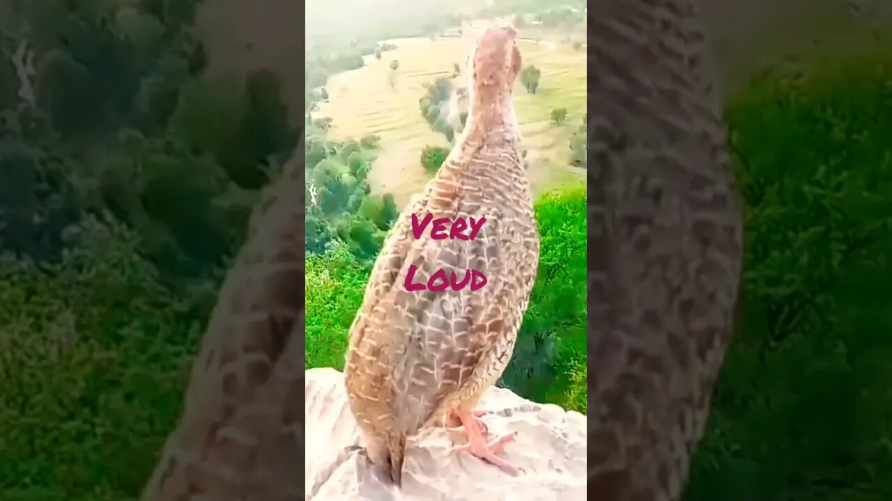 Nature Bird