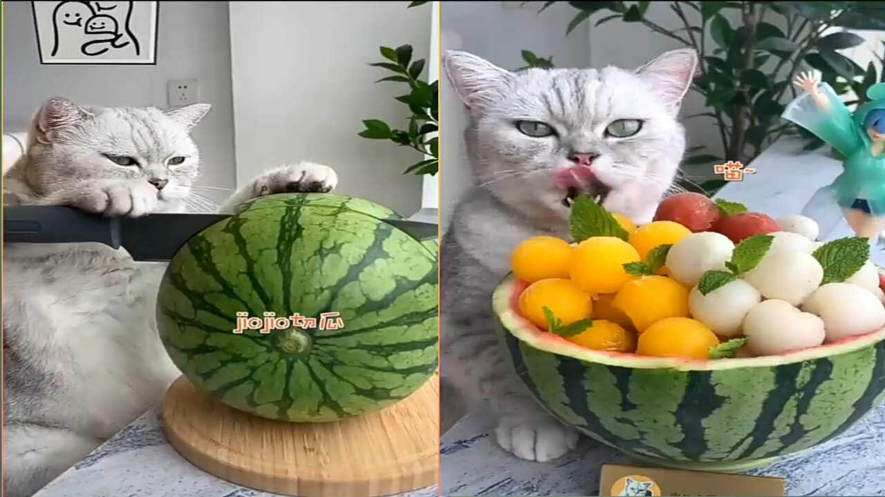 Funny cut cat video