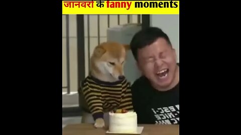 Animal funny videos 🤣🤣🤣😂😂😂