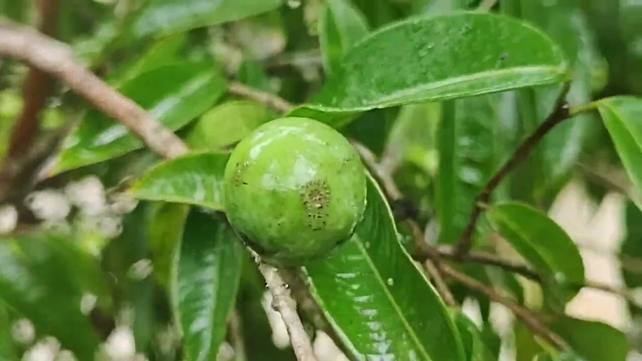 frutíferas produzindo em vaso a partir de 30,00 reais manga limão Cambuci cupuaçu caqui araçá...