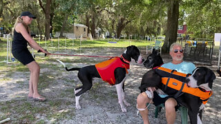 Great Dane Lap Dog Relaxes Before Pool Time At Scooby Swimming School