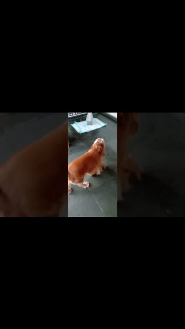 #dogshow , #animals , #dogs , #shorts