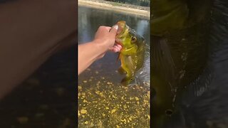 Peacock Bass on the Rapala 👑