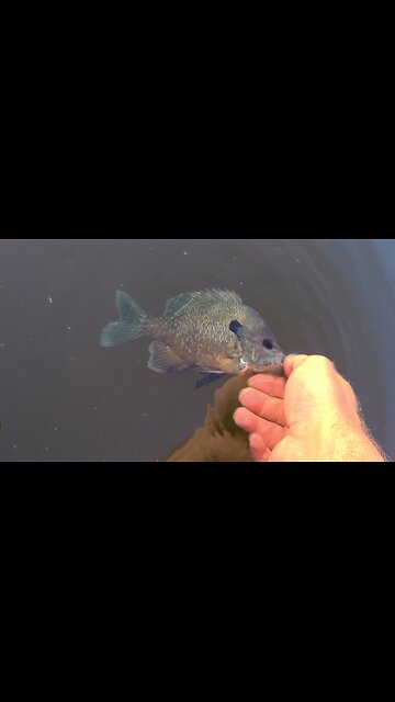 Panfish in the pond