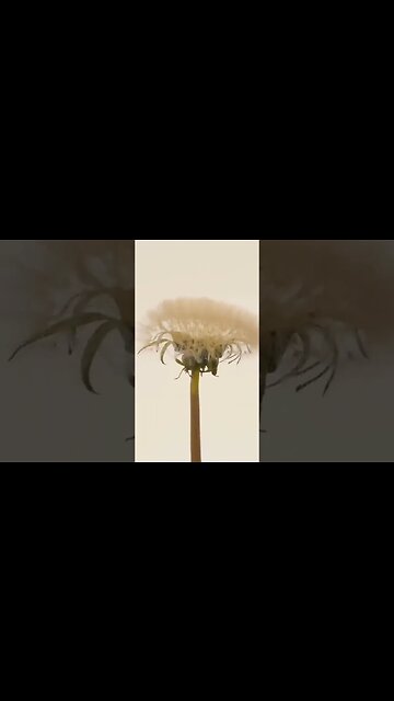 Time lapse of a dandelion flower transforming to seed head #shorts #foryou #viral #foryoupage
