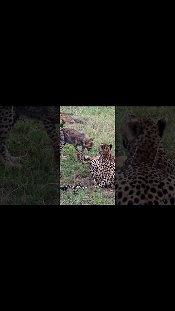 Cheetah Mealtime #shorts | #ShortsAfrica