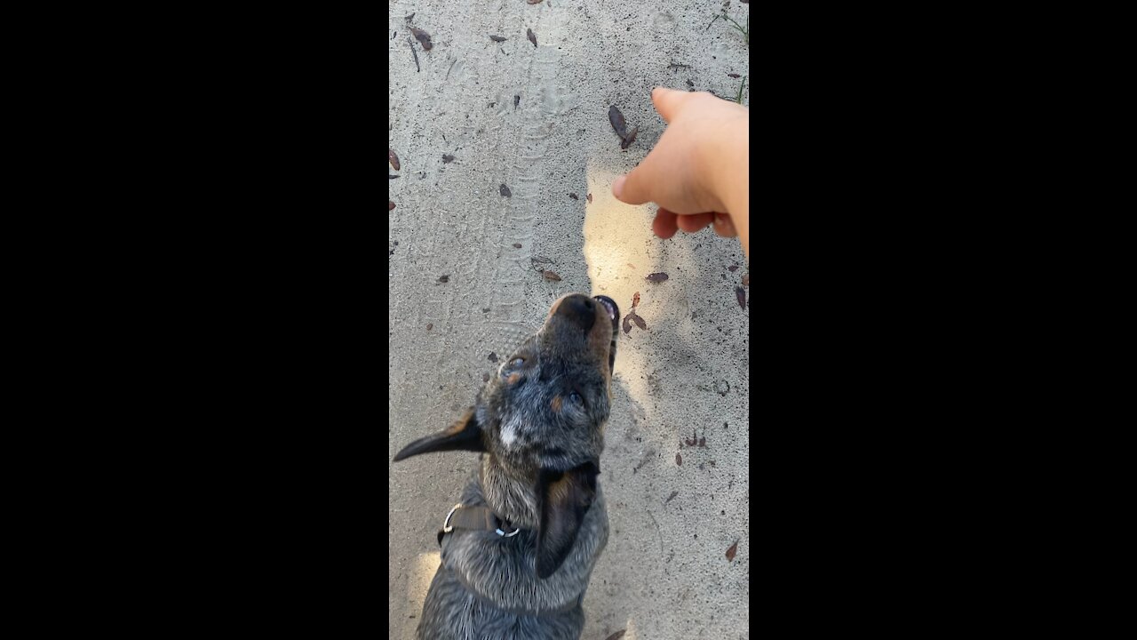 3 Month Old Blue Heeler Tricks