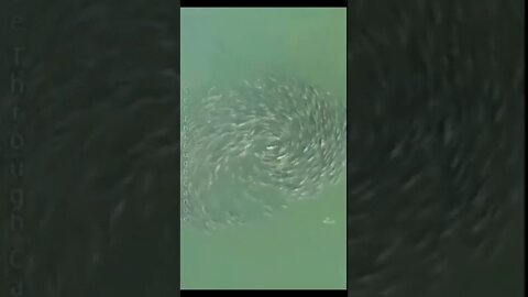 Phenomenon from all over the world ~ Animals walking and swimming in Circles and Spirals
