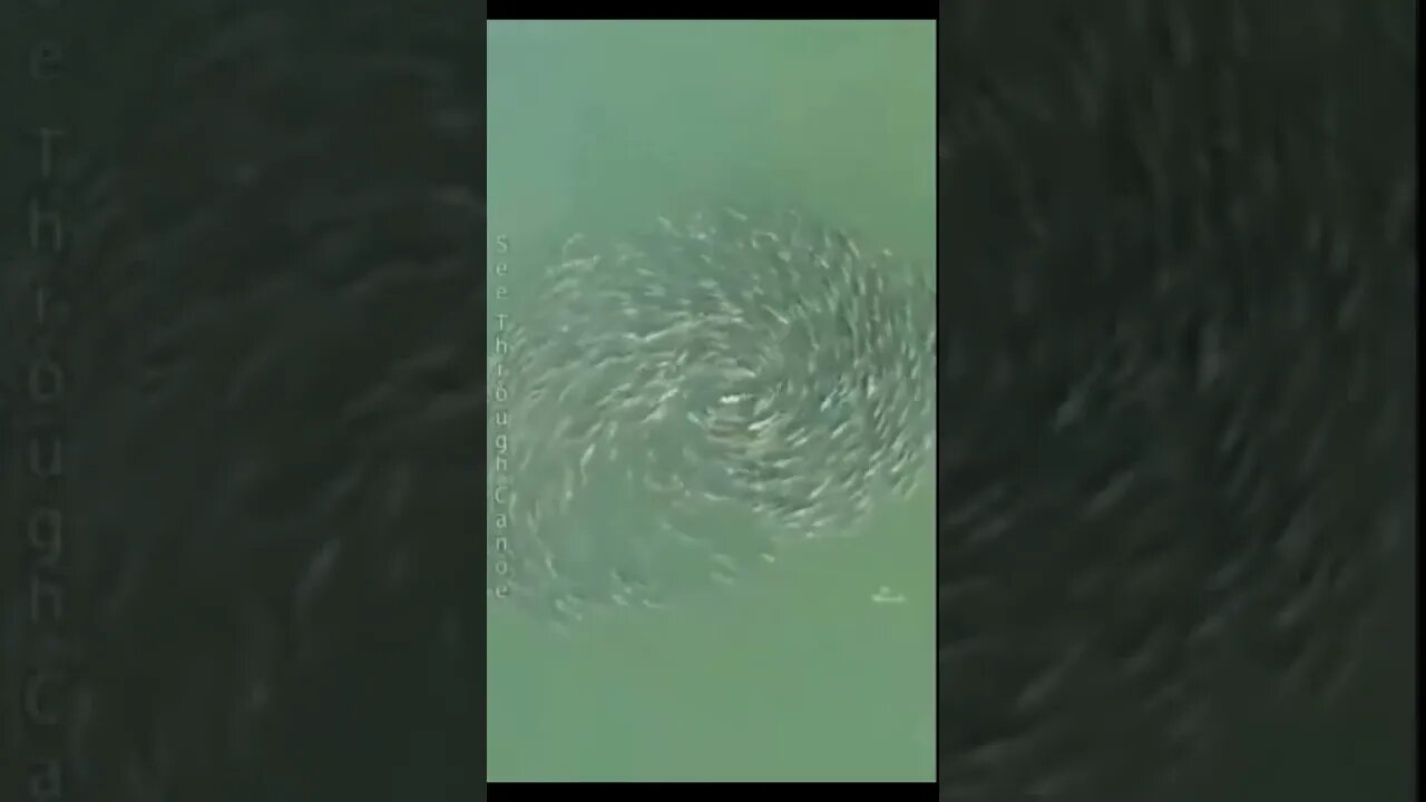 Phenomenon from all over the world ~ Animals walking and swimming in Circles and Spirals
