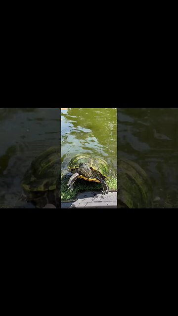TURTLE GOES NUTS FOR GRAPES