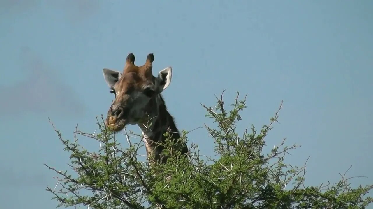 SOUTH AFRICA giraffes, Kruger national park (hd-video)-16