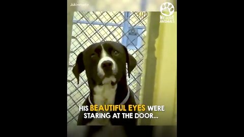 Shelter dog realizes he’s been adopted 5