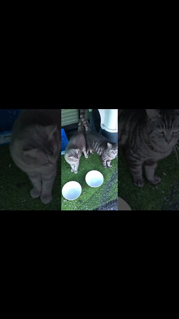 Cat calls me for dinner 💕