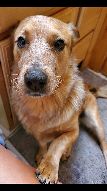 No one wants to be left alone during the quarantine