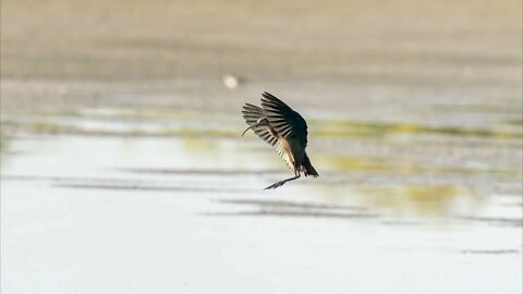 White-Faced Ibis, Sony A1/Sony Alpha 1, 4k