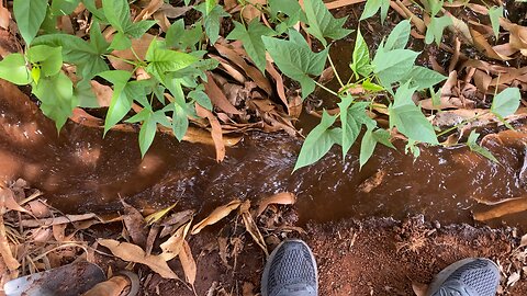 Shamba irrigation