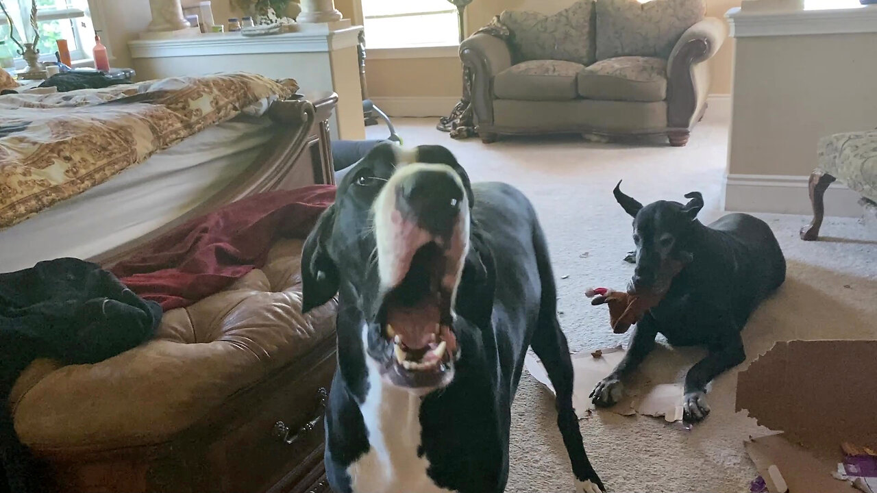 Innocent Great Dane Stays Quiet - Guilty Girl Dog Can't Stop Talking