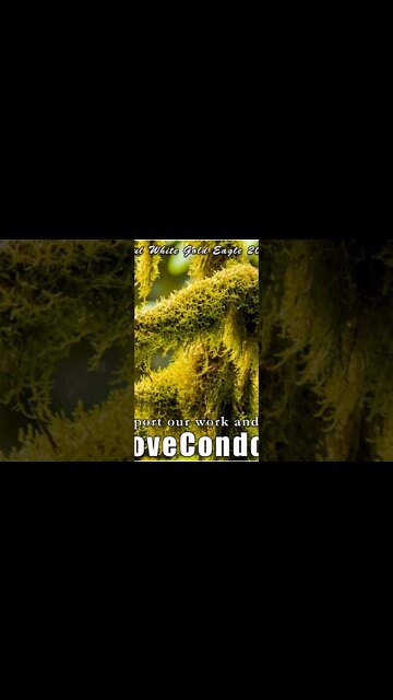 Sacred Magenta Hearts of the Angelic Kingdom of Light