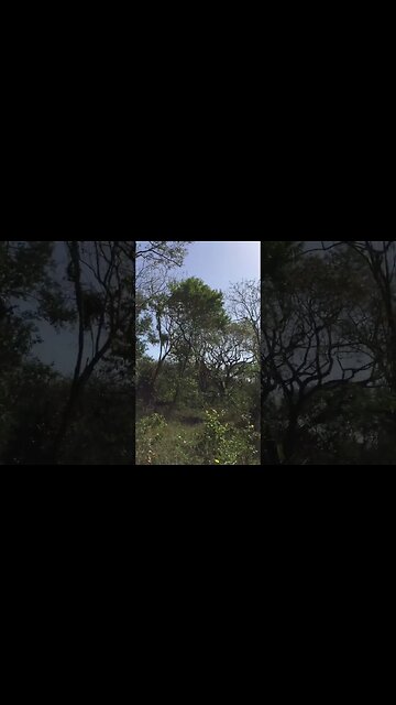 My land needs work send help now sos ! #canada #shorts #land #trinidad