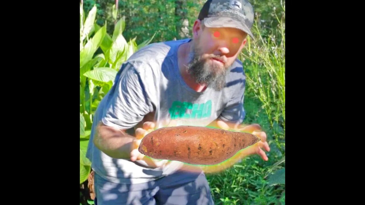 What happens when you plant a whole sweet potato? #shorts