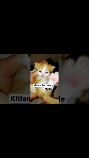 Kittens Meowing #kittens #cutecat #forsale #funnycats #youtubeshorts #meow #multan