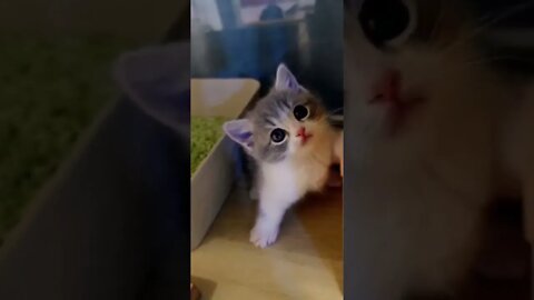 Cutest Tiktok Cat 🐈#cute #funnyanimals #funnyvideos #tiktok #cat 2022