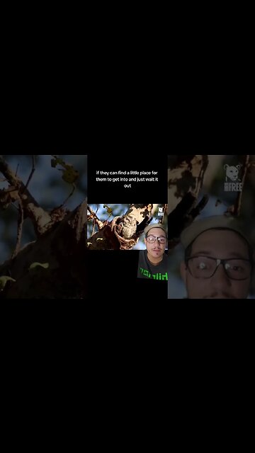 Where do animals go during hurricanes?