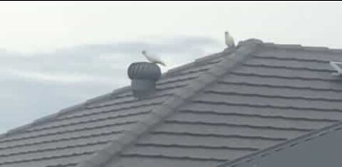 Due har det sjovt på en tagventilator