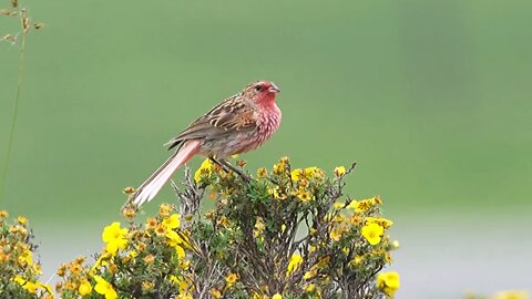 Pink-tailed Bunting is so pretty