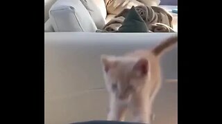 PLAYING CAT VIDEO MEAWWW