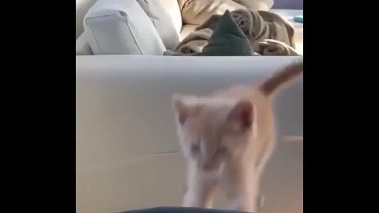 PLAYING CAT VIDEO MEAWWW