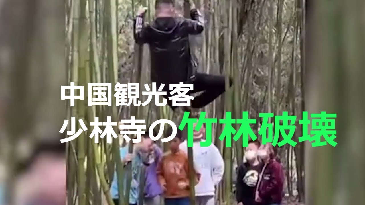 中国少林寺の 竹林破壊される