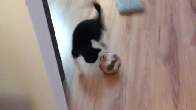 Sports-loving Kitty plays with soccer ball