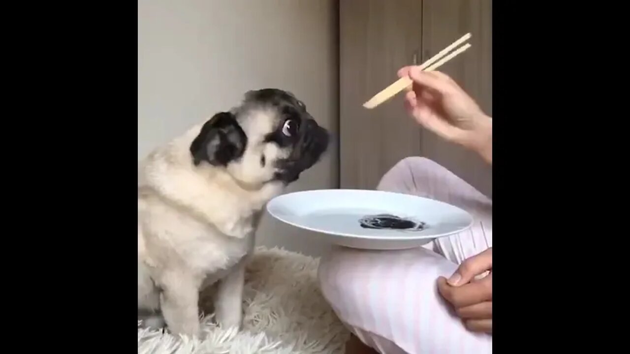 Fooling Pug 😄