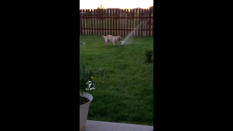 Dog Vs Sprinkler