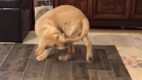 Confused puppy tries to catch his own tail